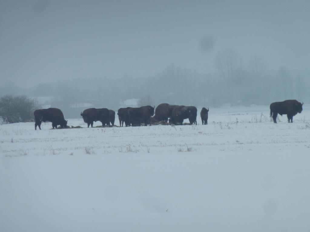 Pokoje Goscinne ”Zubr” Bialowieza Luaran gambar